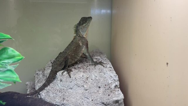 Ein Vietnam Nackenstachler im Terarium.