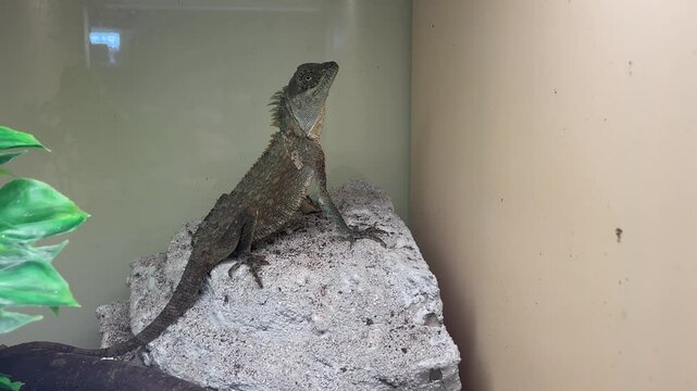 Ein Vietnam Nackenstachler im Terarium.