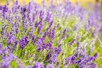 Naklejka premium Spring lavender flowers under sunlight. Lilac flowers close up. Beautiful landscape of nature with a panoramic view. Hi spring. long banner