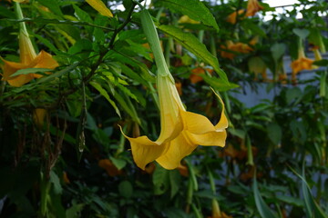 Brugmansia arborea, the angel's trumpet, is a species of flowering plant in the family Solanaceae

