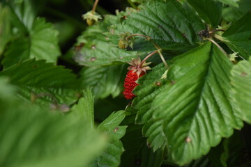 Ripe Strawberries in the Garden: A Fresh Harvest of Nature's Sweetest Bounty
