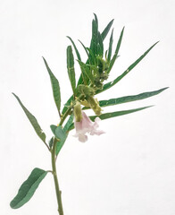 Sesame growing young plant isolated on white. Front view 