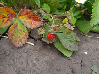 Ripe Strawberries in the Garden: A Fresh Harvest of Nature's Sweetest Bounty
