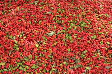 Tas de piments rouges récoltés au Sénégal. Production de fruits colorés amassée sur une toile posée sur le sol. Photo prise en mai 2024 dans la région de Kaolack.