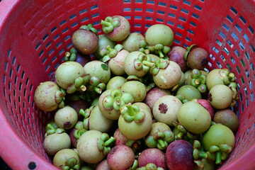 Fresh mangosteens just harvested by the farmer.