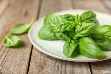 Green basil leaves on a textured wooden background. Kitchen herbs, spices. Fresh green organic basil. Vegan. Greens for salad. Place for text. Copy space.