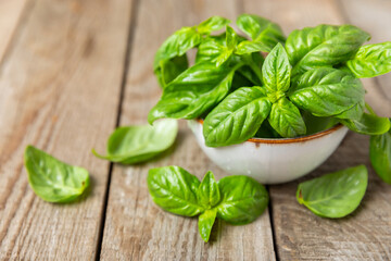 Green basil leaves on a textured wooden background. Kitchen herbs, spices. Fresh green organic basil. Vegan. Greens for salad. Place for text. Copy space.