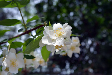 Beautiful and bright photos of flowers, nature, garden. Bright white flowers, jasmine bushes with green leaves, illuminated by sunlight.