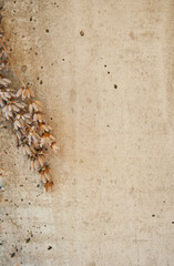 A rustic photo background featuring a rough, textured wall paired with a dry lavender plant.