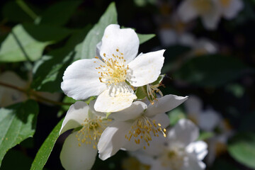 Beautiful and bright photos of flowers, nature, garden. Bright white flowers, jasmine bushes with green leaves, illuminated by sunlight.