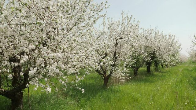 Closeup of flowering apple trees in a farm orchard in springtime. Bees pollinate flowering trees