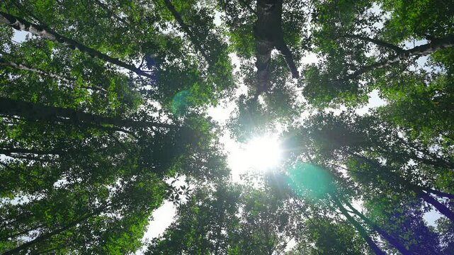 video of tree with sunlight