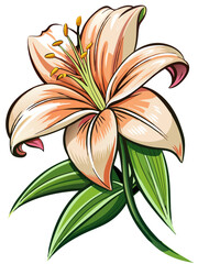 Lily illustration, Lily flower vector art, Lily flower illustration, Lily vector,  illustration of Lily isolated on white