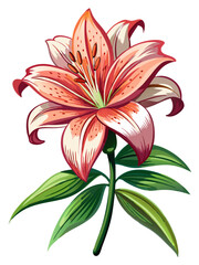 Lily illustration, Lily flower vector art, Lily flower illustration, Lily vector,  illustration of Lily isolated on white