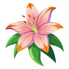 Lily illustration, Lily flower vector art, Lily flower illustration, Lily vector,  illustration of Lily isolated on white
