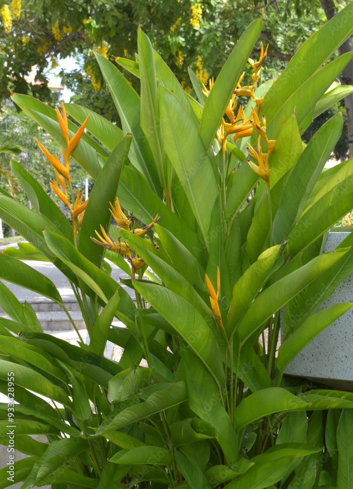 Sticker canna lily flower in nature garden