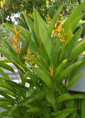 Obraz premium canna lily flower in nature garden