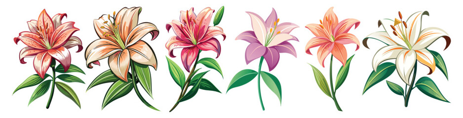 Lily illustration, Lily flower vector art, Lily flower illustration, Lily vector,  illustration of Lily isolated on white