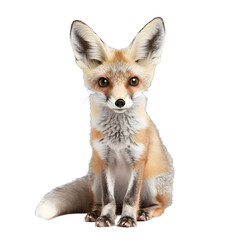 [Transparent Background PNG]Cute Red Fox Sitting on White Background