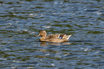 Mallard duck female (Anas platyrhynchos) swimming in the water