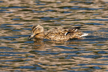 Mallard duck female (Anas platyrhynchos) swimming in the water