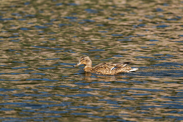 Mallard duck female (Anas platyrhynchos) swimming in the water