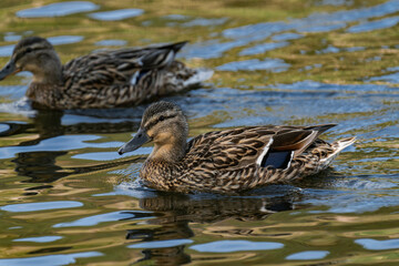 Mallard duck female (Anas platyrhynchos) swimming in the water