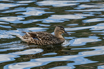 Mallard duck female (Anas platyrhynchos) swimming in the water