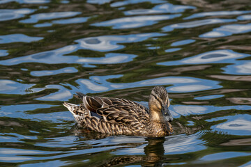 Mallard duck female (Anas platyrhynchos) swimming in the water