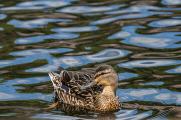 Mallard duck female (Anas platyrhynchos) swimming in the water