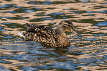 Mallard duck female (Anas platyrhynchos) swimming in the water