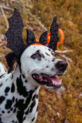 a dog in a Halloween costume with a bat headband