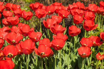 Obraz premium Vibrant Tulips in Bloom: A Stunning Landscape of Spring