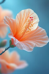 Close up photo of a hibiscus petal in soft pastel orange