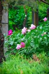 Peonies in the Rain: A Serene Landscape of Nature