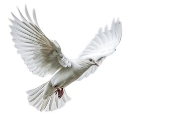 Obraz premium A small white bird soaring through the sky, its wings beating rapidly as it glides effortlessly