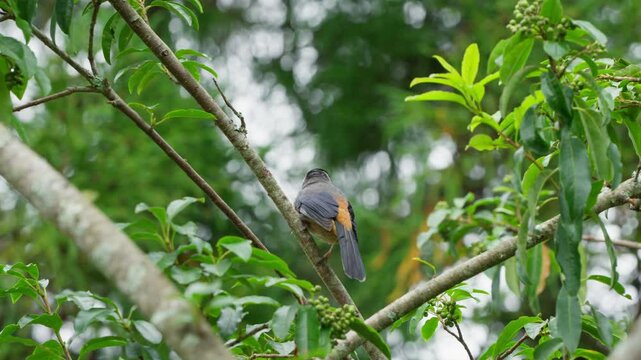 White-eared sibia endemic bird of Taiwan perched on branch