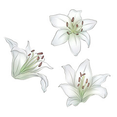 An illustration of lilies, showcasing their elegant petals in a range of colors, often with intricate details and delicate shading.