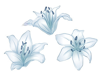 An illustration of lilies, showcasing their elegant petals in a range of colors, often with intricate details and delicate shading.