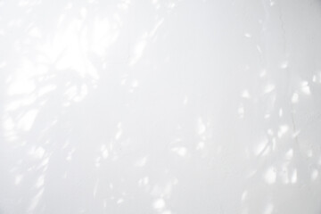 wall with plant shadow background