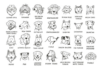 Funny dog heads breed collection illustrations line set.