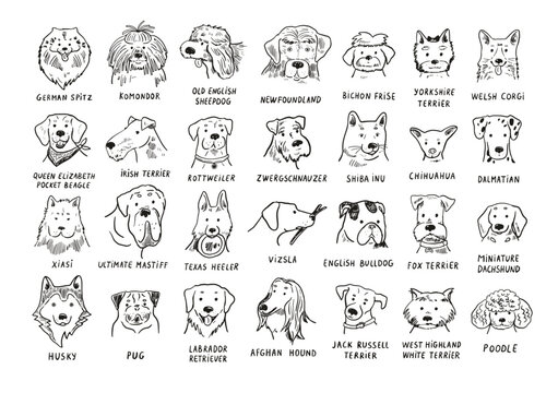 Funny dog heads breed collection illustrations line set.