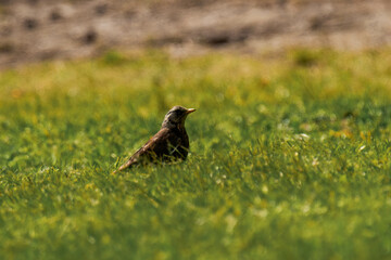 Fieldfare (Turdus pilaris) sitting in the grass