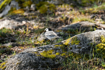 White wagtail (Motacilla alba) in summer