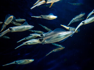 A mesmerizing underwater scene featuring a group of live squid swimming gracefully in deep blue waters. Their translucent bodies and large eyes are highlighted by the surrounding darkness