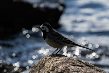 White wagtail (Motacilla alba) in summer