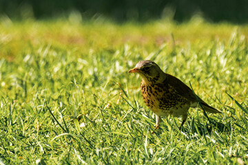 Fieldfare (Turdus pilaris) sitting in the grass