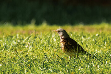 Fieldfare (Turdus pilaris) sitting in the grass