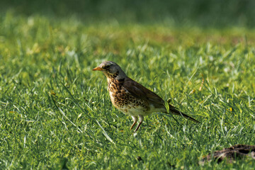 Fieldfare (Turdus pilaris) sitting in the grass