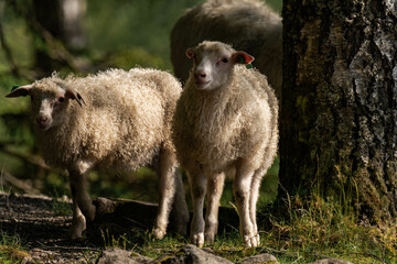 Young sheep in the sunlight